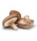 Thanvi Shroomness Shiitake Mushroom Spawn (Seeds)  350 grams